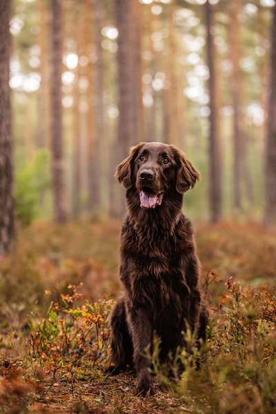 Flat Coated Retriever-Beitrag-Bild