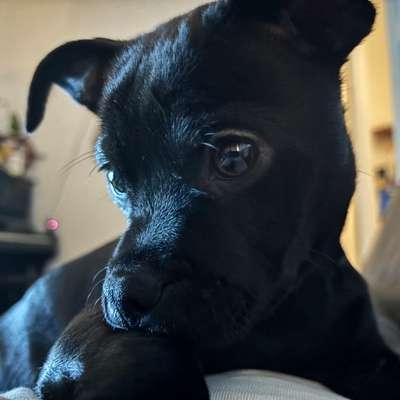 Hundetreffen-Spielkameraden gesucht-Bild