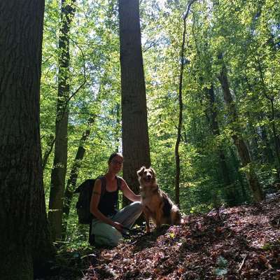 Hundetreffen-Treffen zum Gassi gehen und Spielen-Bild