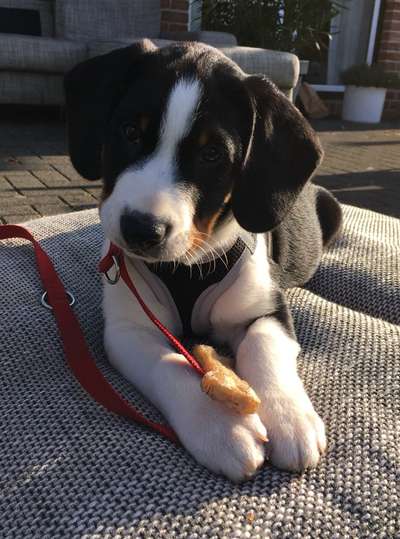 Welpen Bilder !-Beitrag-Bild