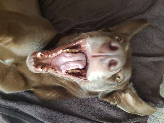 Lustigsten Grimassen von euren Hunden-Beitrag-Bild