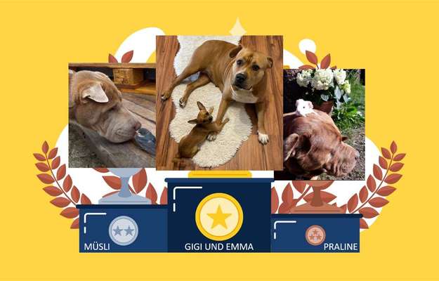 155. FotoChallange * David und Goliath *-Beitrag-Bild