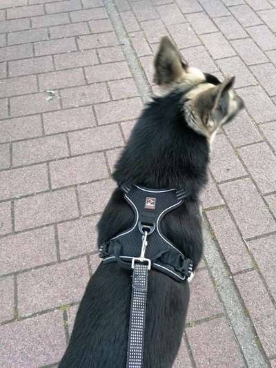 Wie sitzt mein Geschirr?-Beitrag-Bild