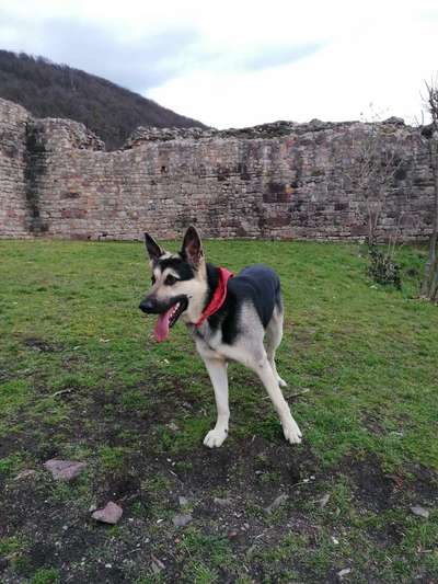 Wo sind die Osteuropäischen Schäferhunde-Beitrag-Bild