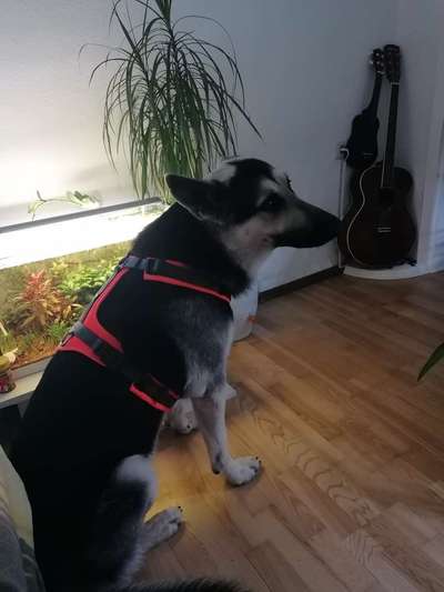 Wie sitzt mein Geschirr?-Beitrag-Bild