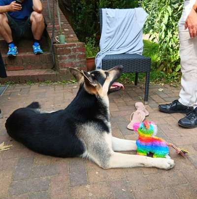 Wie heißt dein Hund?-Beitrag-Bild