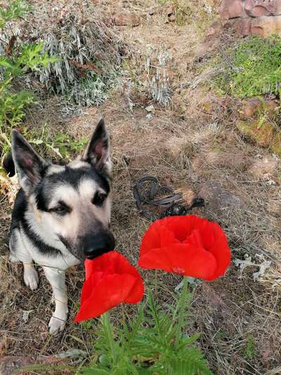 11. Farben Foto Challenge Rot-Beitrag-Bild