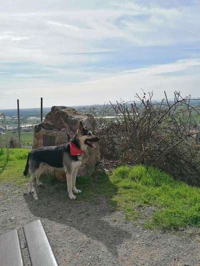 Schäferhundetreff PLZ-Beitrag-Bild