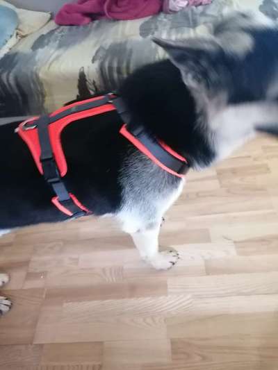 Wie sitzt mein Geschirr?-Beitrag-Bild