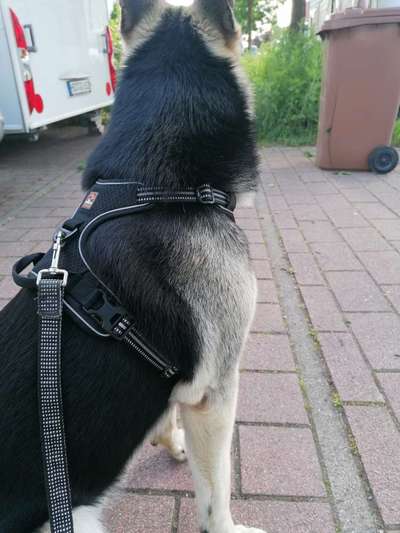 Wie sitzt mein Geschirr?-Beitrag-Bild