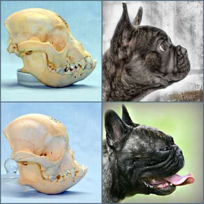 Brachycephale Hunderassen-Beitrag-Bild
