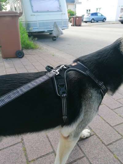 Wie sitzt mein Geschirr?-Beitrag-Bild