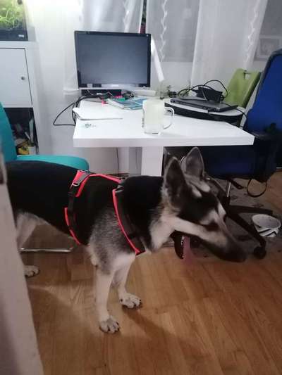 Wie sitzt mein Geschirr?-Beitrag-Bild