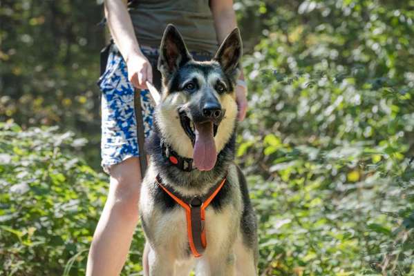 Universal Allzweck Sündenbock Schäferhund-Beitrag-Bild