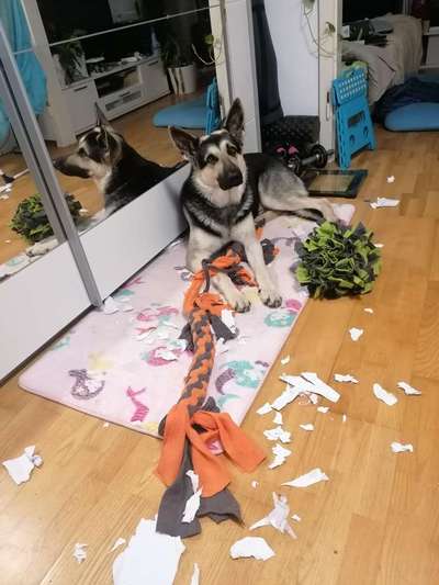 Hund an Drucker gewöhnen-Beitrag-Bild