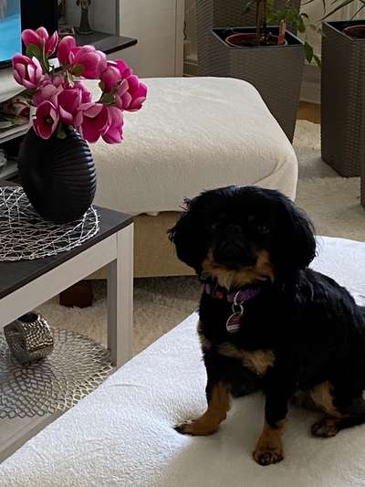 Hundetreffen-Spiel-/Gassifreunde gesucht-Bild