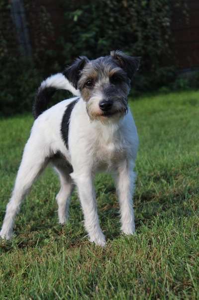 Reinrassige Hunde?-Beitrag-Bild