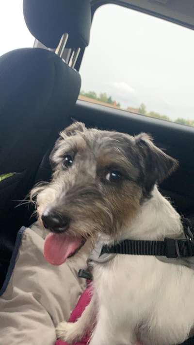 FOTOCHALLENGE 70 - Dein Hund im Auto-Beitrag-Bild