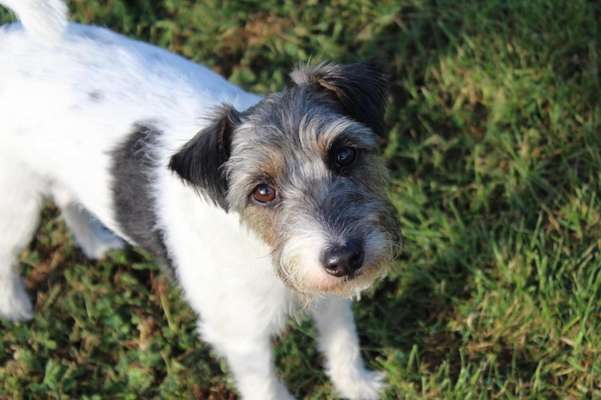 Die wunderschöne Welt mit Hund.-Beitrag-Bild