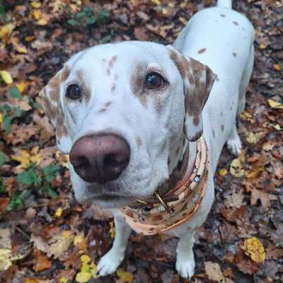 Hundetreffen-Treffen und Training-Bild