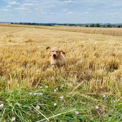 Hundetreffen-Welpentreff-Bild