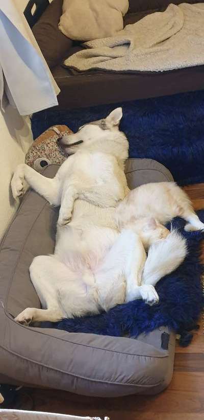 CHALLENGE NR. 34 - Liege-/Schlafpositionen-Beitrag-Bild