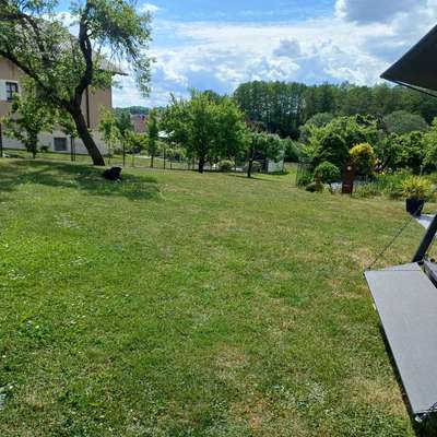Hundetreffen-Suche Hundekumpel für regelmäßiges Spielen im Garten-Bild