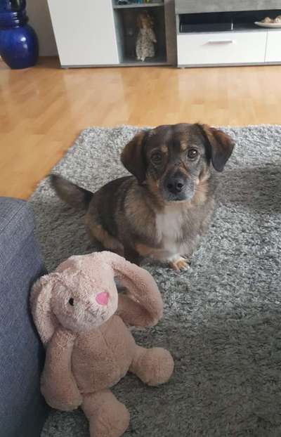 Tierschutzhund ist meine Lieblingsrasse-Beitrag-Bild