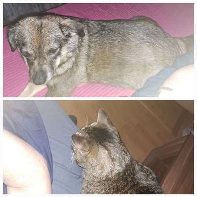 Gemeinsames Kuscheln im Bett!-Beitrag-Bild