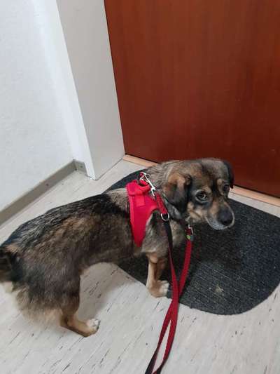 Tierschutzhund ist meine Lieblingsrasse-Beitrag-Bild