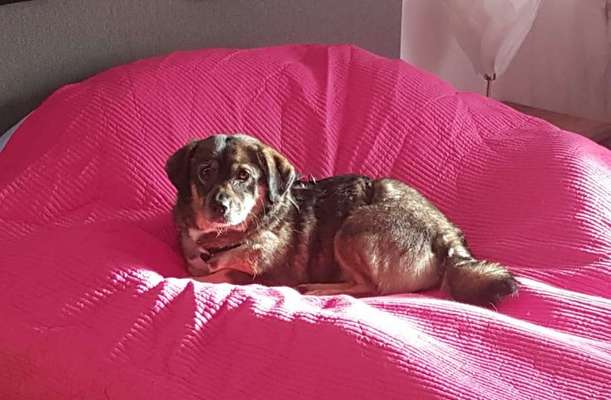 Wo habt ihr eure Hunde her ?-Beitrag-Bild