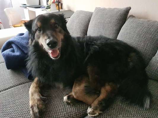 Regenbogenbrücke-Beitrag-Bild