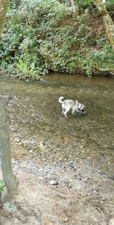 Dogorama-Monats-Challenge-Mai "Wasser"-Beitrag-Bild