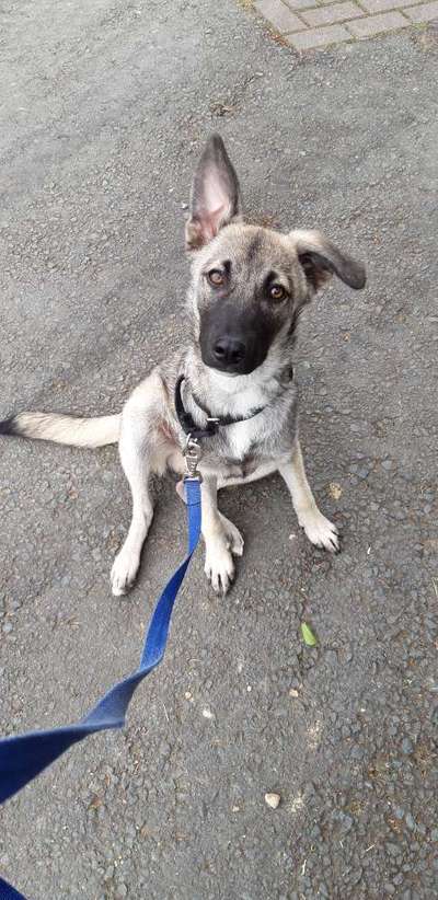 Der berühmte hundeblick-Beitrag-Bild