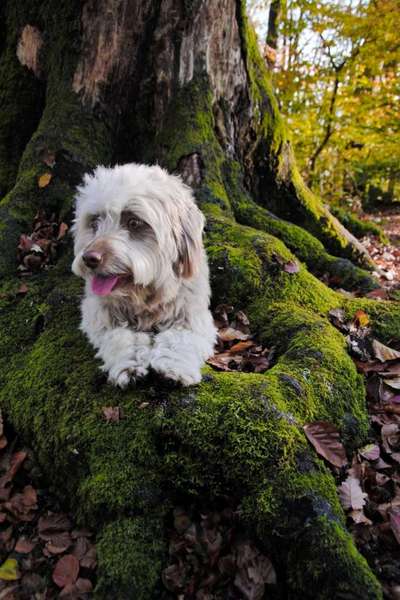 Dogorama Photo Challenge- Wurzeln-Beitrag-Bild