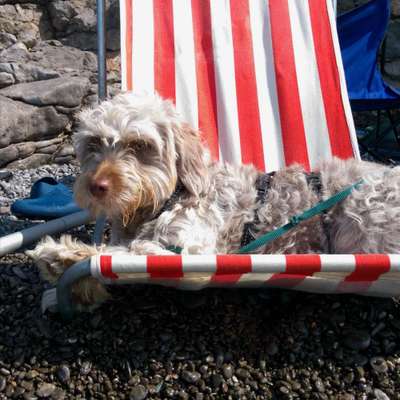 Dogorama Photo Challenge - Tierischer Urlaub-Beitrag-Bild