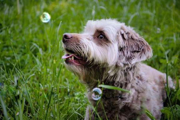 Die Dogorama Kalender Challenge Titelbild-Beitrag-Bild