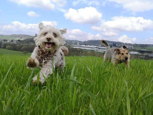 Bester Freund, Hundekumpel - zeigt her!-Beitrag-Bild