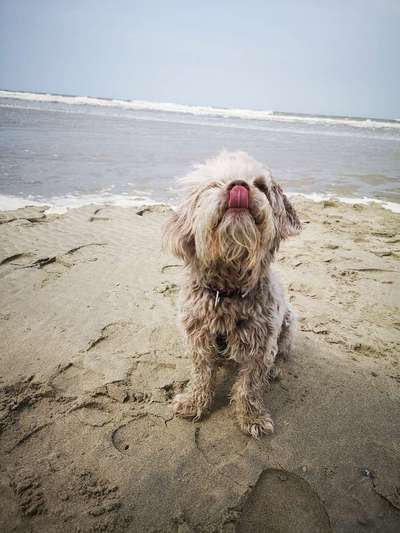 Tongue Out Tuesday-Beitrag-Bild