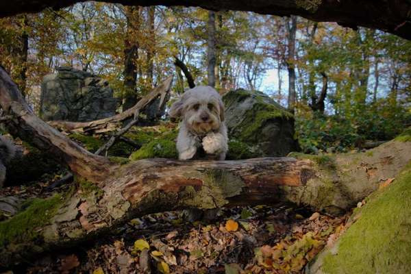 Wald Bild-Beitrag-Bild
