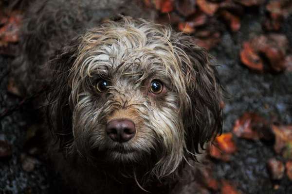 FOTOCHALLENGE 72 - Glücklicher Hund im Schmuddel-Look-Beitrag-Bild