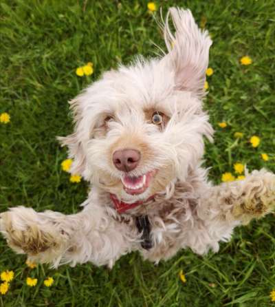 Dogorama Photo Challenge - Der Frühling kommt-Beitrag-Bild