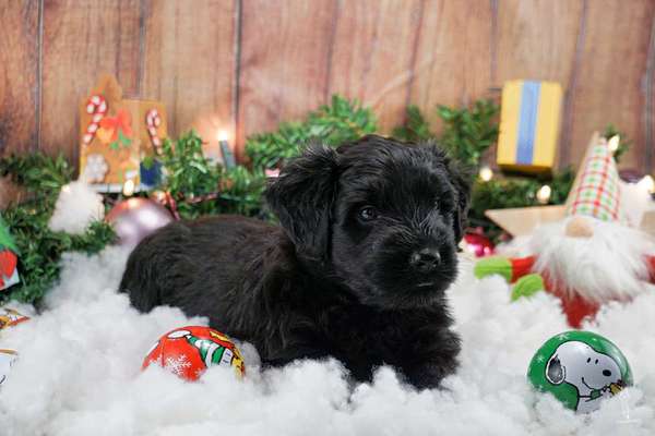 Dogorama Photo Challenge - Weihnachtsbaum-Beitrag-Bild