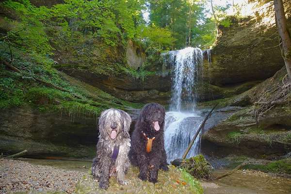 Foto -Challenge  Thema : Dein Hund Im Wald-Beitrag-Bild