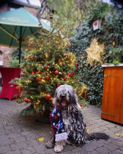 Dogorama Photo Challenge - Weihnachtsbaum-Beitrag-Bild