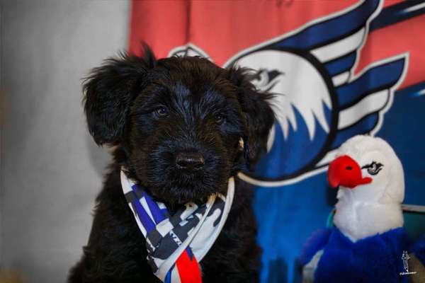 Dogorama Photo Challenge - Portrait-Beitrag-Bild