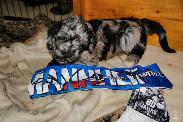 Welpen Bilder !-Beitrag-Bild