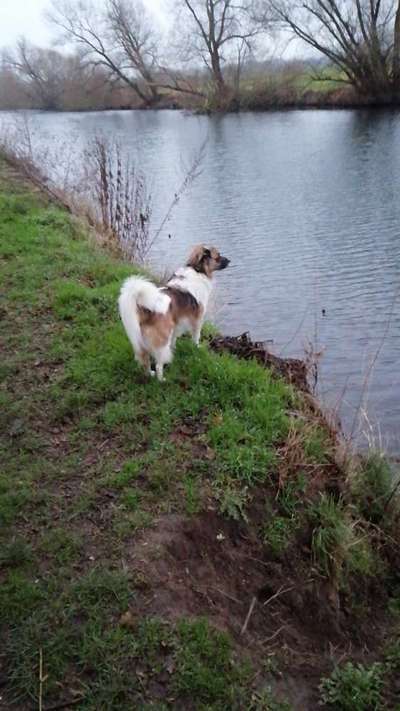 Dogorama-Monats-Challenge-Mai "Wasser"-Beitrag-Bild