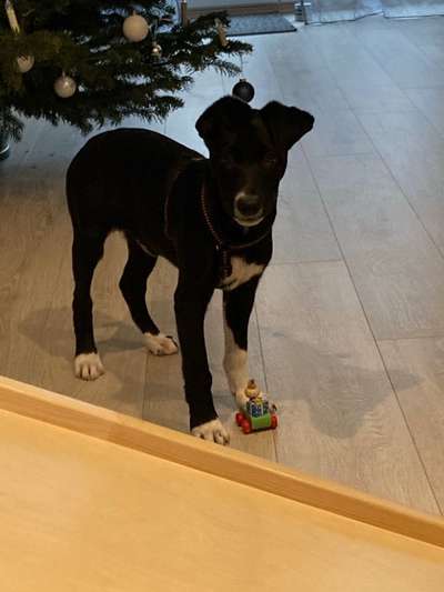 Labradorfans-Beitrag-Bild