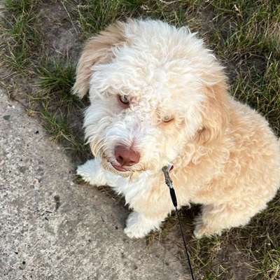 Hundetreffen-Sisi möchte freunde Finden-Bild